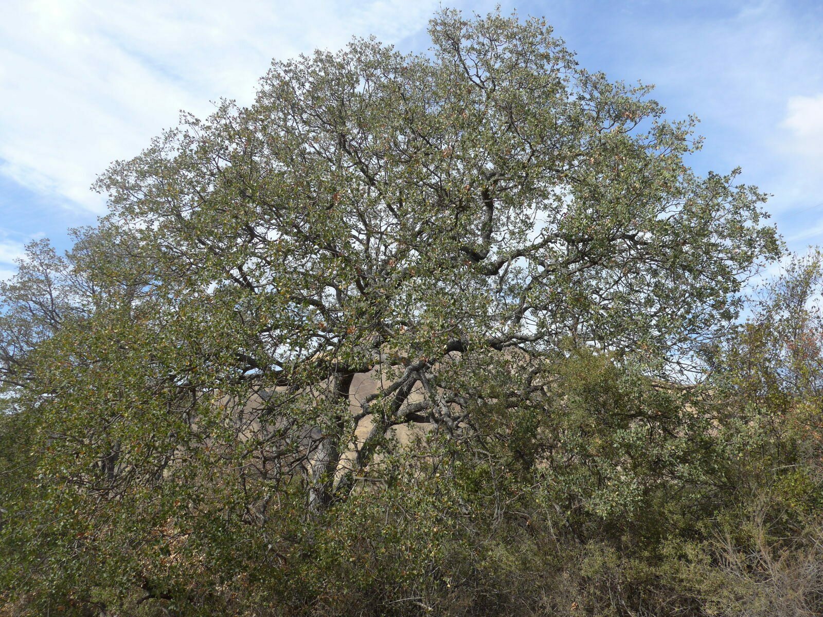 High Resolution Quercus douglasii Plant